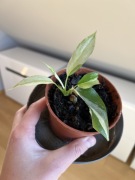 Rhaphidophora Tetrasperma/Monstera Minima Variegata