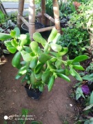 Grubosz drzewiasty, drzewko szczęścia nr 2 wys. 35 cm