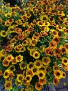 Dzielżan ogrodowy Poncho-Bylina miododajna 