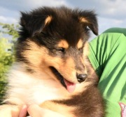 Owczarek szkocki collie ZKwP (FCI) - urocze szczenię.