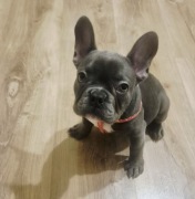 Szczeniak Buldog francuski blue merle