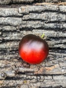 Nicht Blue Angel/Pomidor Kolekcjonerski 53