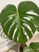 Monstera kwiat doniczkowy żywa ozdoba