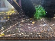 Krewetki Crystal Black / PBL