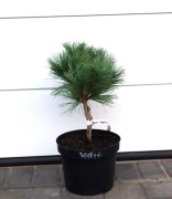 SOSNA BIAŁA MARSHALL GULCH * ŁADNA DUŻA SADZONKA * RARYTAS 