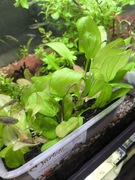 Żabienica echinodorus harbich