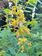Cassia hebecarpa-wieloletnia 10n    