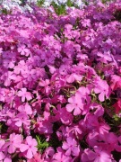 Floks szydlasty różowy, niebieski, biały