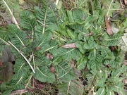 Szczeć pospolita sadzonka świeżo kopana