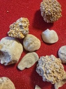 Skamieniałosci miocrnskie muszle .koralowiec 