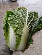 Kapusta pekińska 5 kilo prosto od rolnika wysyłka inpost