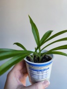 Zielistka zielona - roślina doniczkowa