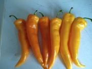 Papryka Corno di Toro nasiona 