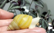  Ślimak afrykański Lissachatina  fulica rodatzi albino body.