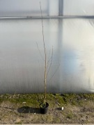 Brzoza doorenbos 160-180 cm C3