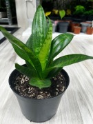 Sansewieria Hahnii