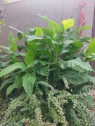 Kanna paciorecznik bulwy karpy sadzonki - ostatnie 20 sztuk