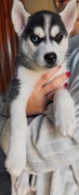 Szczenię Syberian Husky 