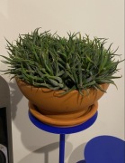 Wielka kolonia - Haworsja pasiasta - 26 cm srednicy wielka donica