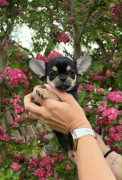 CHIHUAHUA ŚLICZNA DROBNIUTKA SUNIA CALINECZKA