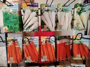 Nasiona warzyw, cebula dymka