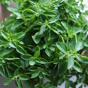 Oregano greckie wieloletnie sadzonka 