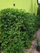 Winobluszcz  duże donice 200-400 cm