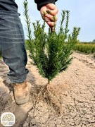 Taxus media Groenland, Hilli, Hicksii, cis, 20-30cm, goły korzeń