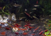 Drobnotka Nadobna para krewetki red  5 szt do nano