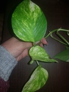 Epipremnum White Sport Golden cięty szczyt 