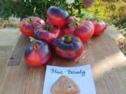 BLUE BEAUTY nasiona Pomidor Kolekcjonerski