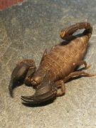 Chaerilus sp.Lale L2/L3 młode samica skorpion, ptasznik nie Heterometrus