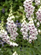 Naparstnica purpurowa. Elsie Kelsey. Sadzonka w doniczce.