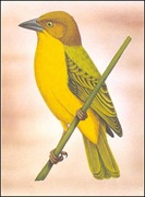 Wyspy Św Tomasza i Książęce - Ptaki, (zestaw 578)