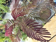 Albicja SUMMER CHOCOLATE (Albizia)