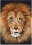 PLAKAT A3 LEW lion Król dżungli sawanna MONTESSORI