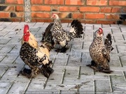 karzełki łapciate inne 30 ras jaja lęgowe i ptaki