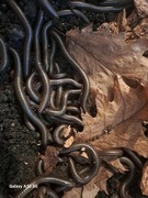 Wij kenijski krocionóg telodeinopus-aoutii-dorosłe