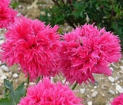 Mak letni peoniowy - jasnoróżowy 