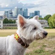 Colourful mexican dog collar, unique handcraft, S