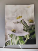 Obrazek na płótnie - kwiaty (33)