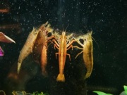 Krewetka filtrująca Atyopsis moluccensis KETRAB