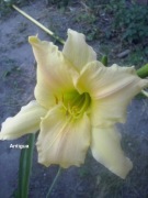 Liliowiec Antigua 2-3 pędy sadzonka