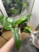 Philodendron filodendron Green Dragon