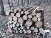 drewno opałowe sosna