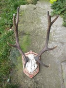 Poroze na desce sprzedam