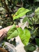 Syngonium ngern laima mniejsze