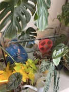 Akwarium 100x40x50 plus wyprawka dla chomika