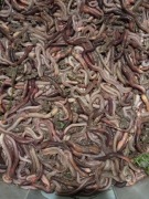 Duże Rosówki Żywe !!!