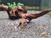 Krewetki Caridina mix 40 szt.